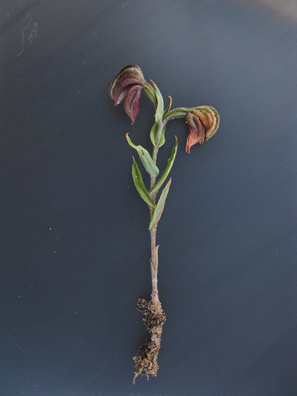 Pterostylis sanguinea (hero image)