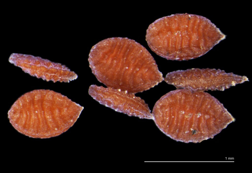 Oxalis corniculata (hero image)