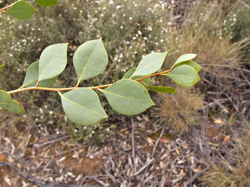 Codonocarpus cotinifolius (hero image)