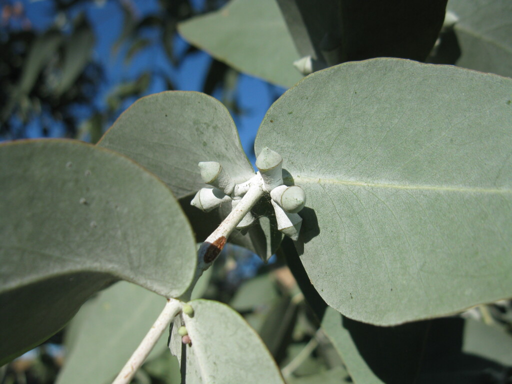 Eucalyptus cinerea subsp. victoriensis (hero image)