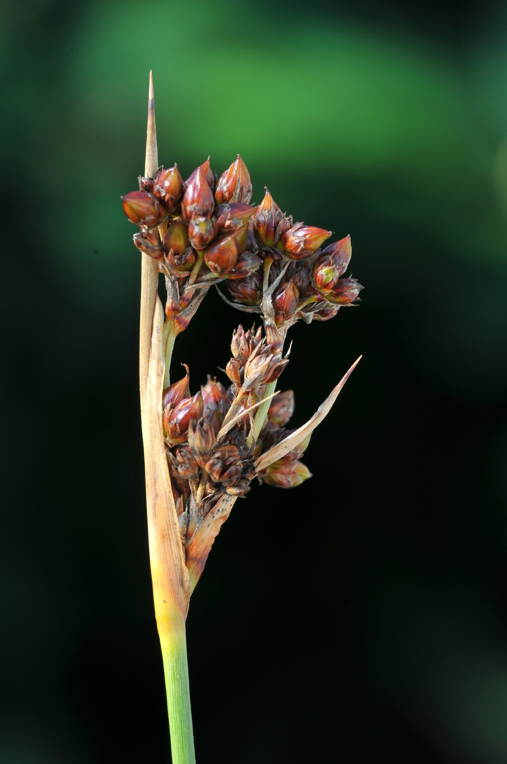 Juncus acutus subsp. acutus (hero image)