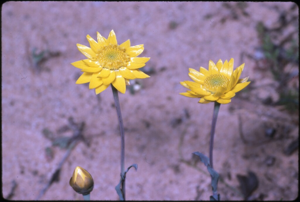 Rhodanthe polygalifolia (hero image)