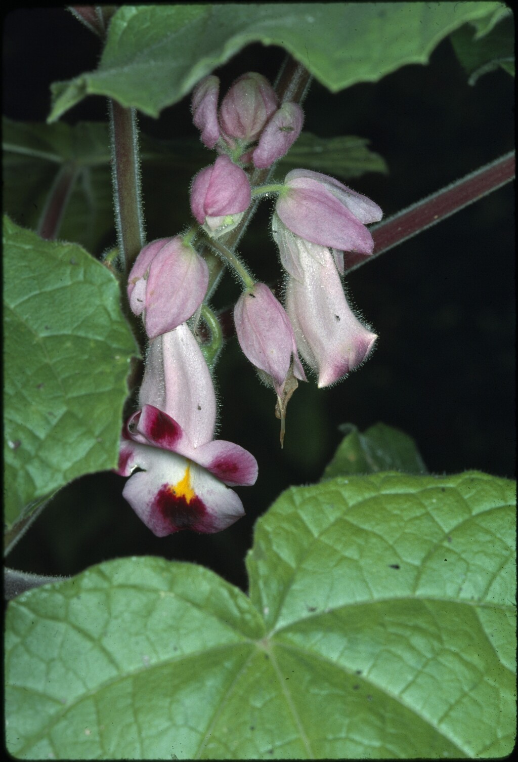 Pedaliaceae (hero image)