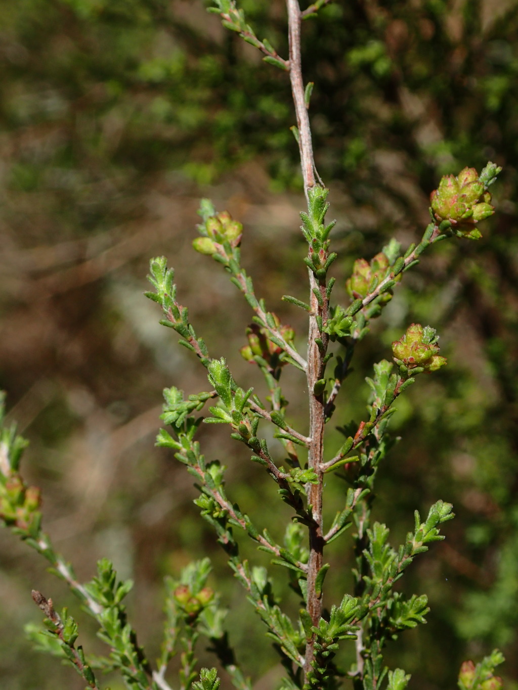 Kunzea parvifolia (hero image)