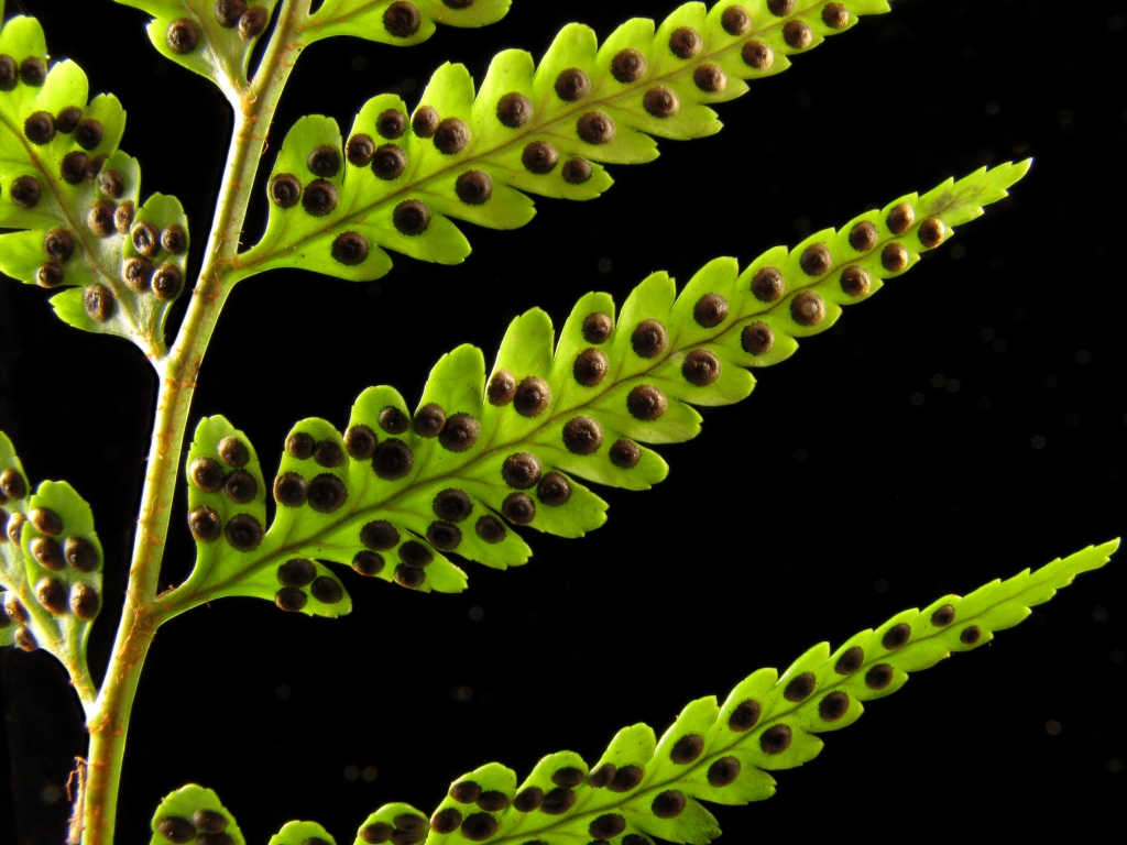 Dryopteridaceae (hero image)