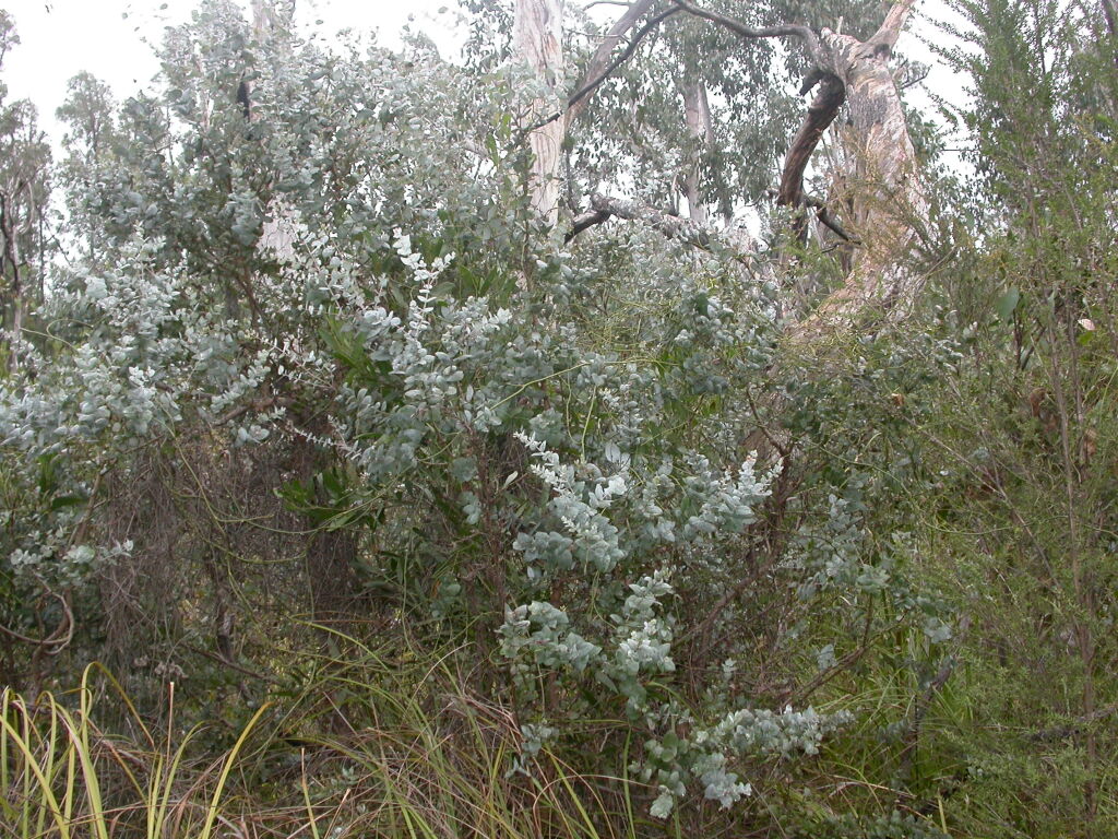 Eucalyptus crenulata (hero image)