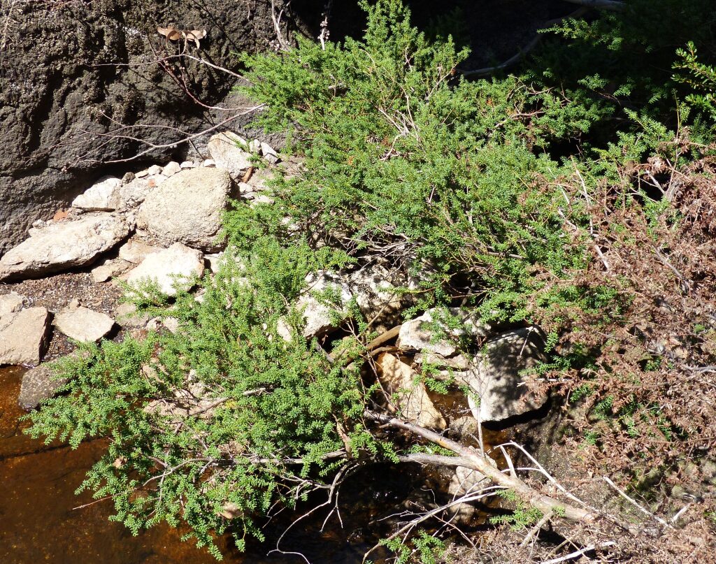 Podocarpus lawrencei (hero image)