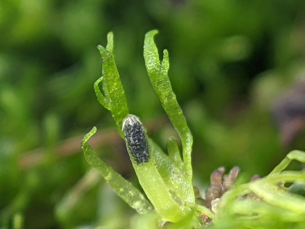 Riccardia aequicellularis (hero image)