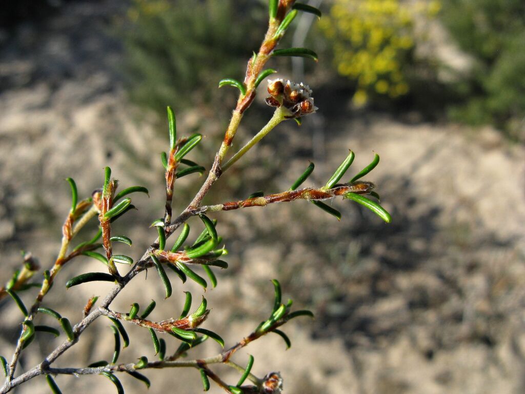 Spyridium eriocephalum (hero image)