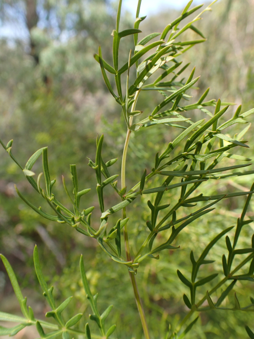 Polyscias sambucifolia subsp. 2 (hero image)