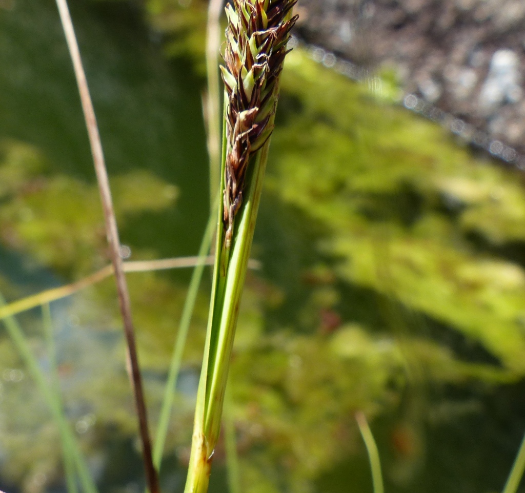 Carex gaudichaudiana (hero image)