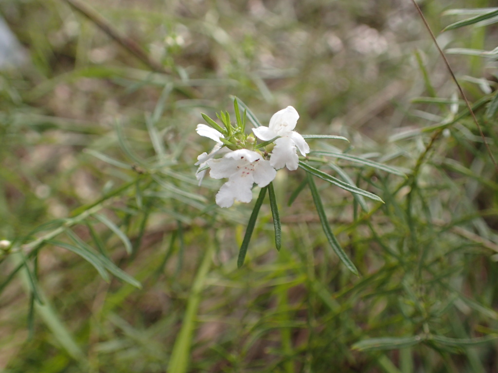 Westringia longifolia (hero image)