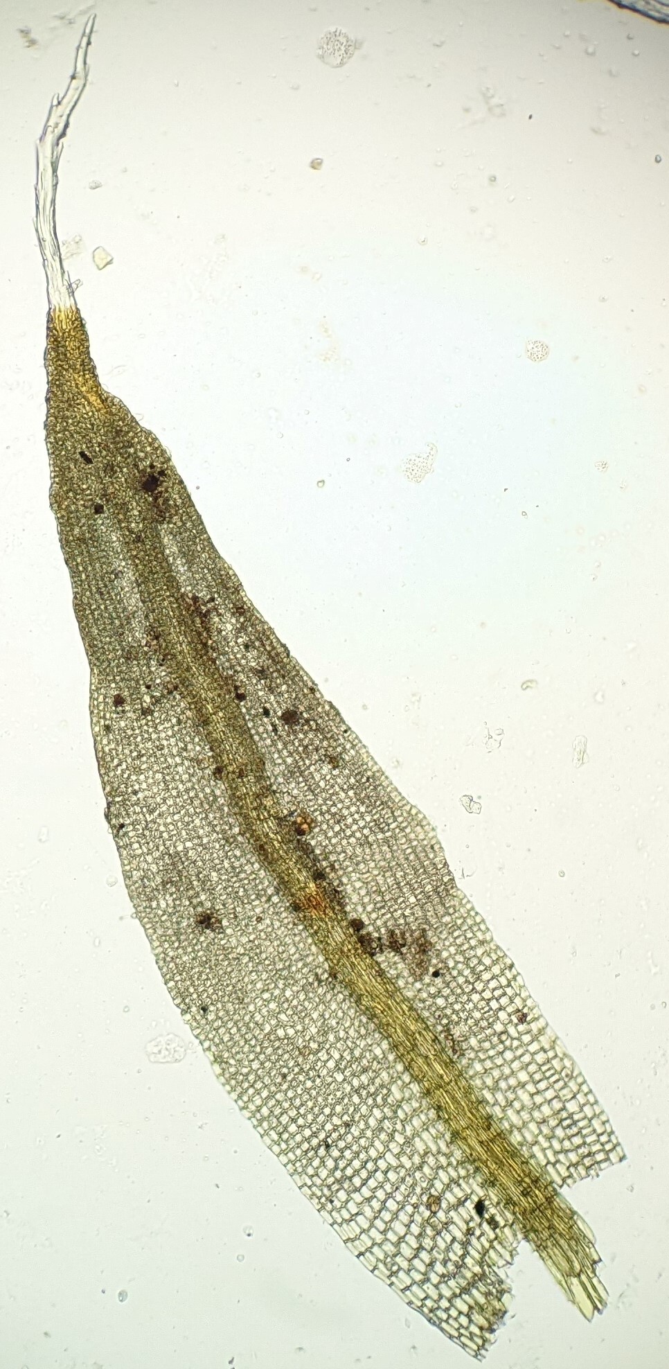 Grimmia australis (hero image)