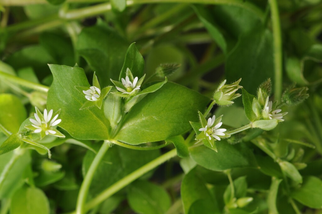 Stellaria media (hero image)