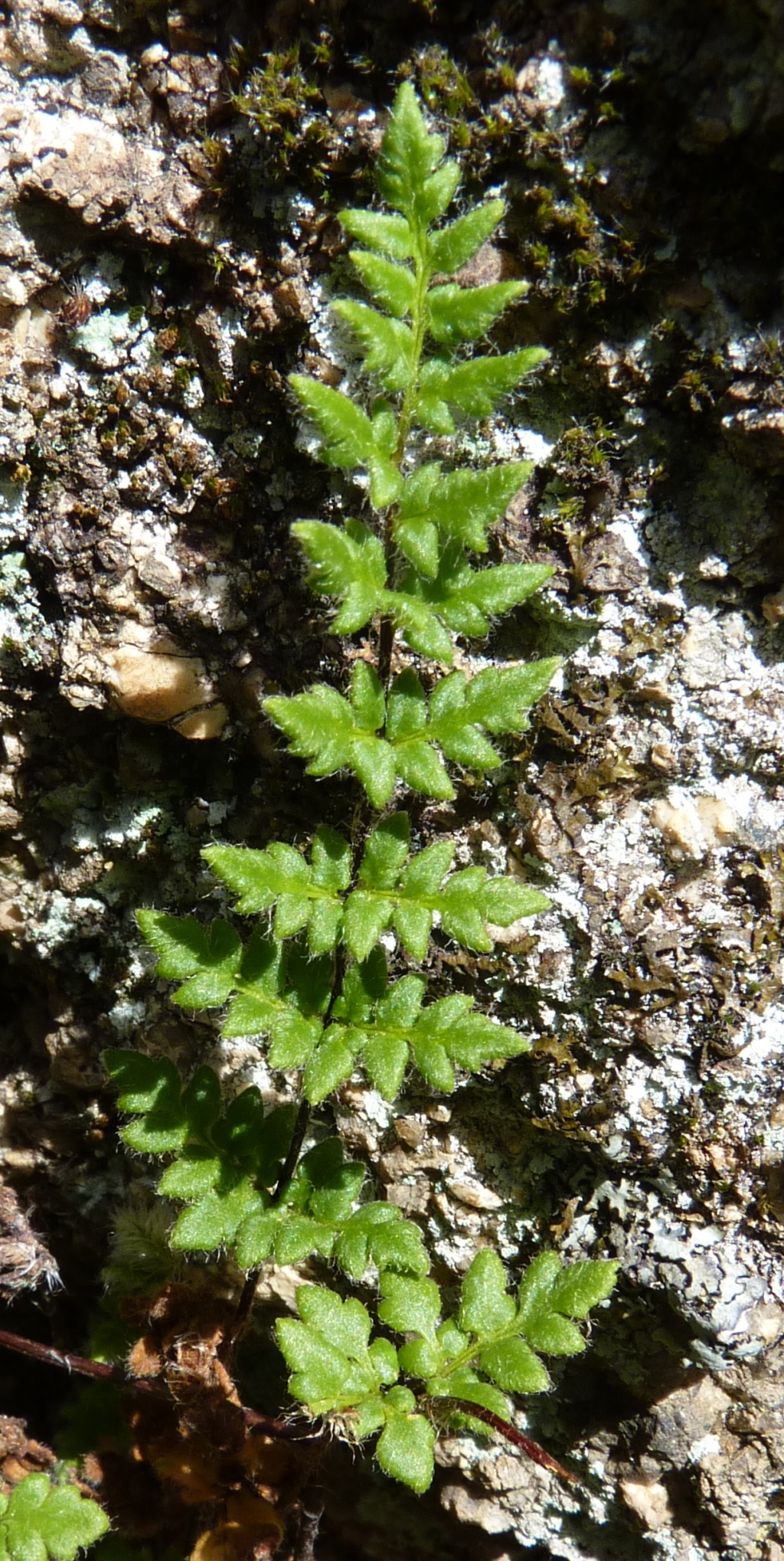 Cheilanthes distans (hero image)