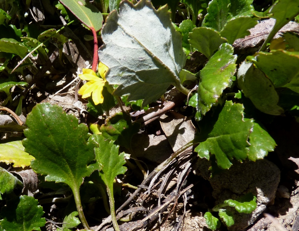 Goodenia hederacea subsp. alpestris (hero image)