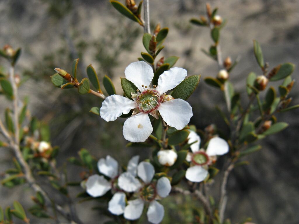 Gaudium coriaceum (hero image)