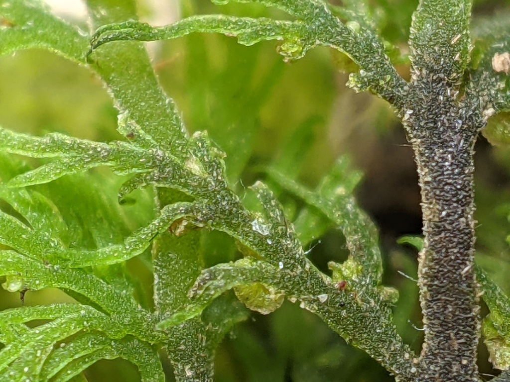 Riccardia (hero image)