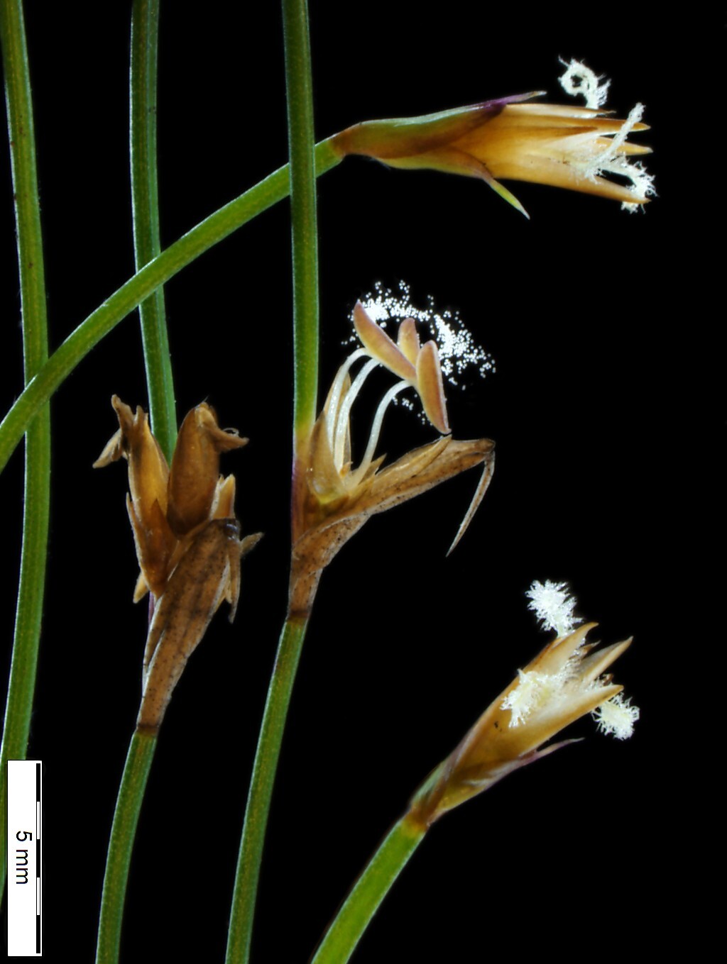 Restionaceae (hero image)