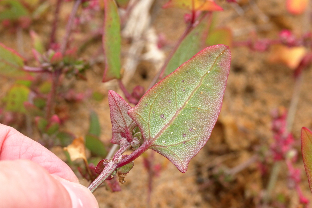 Atriplex prostrata (hero image)