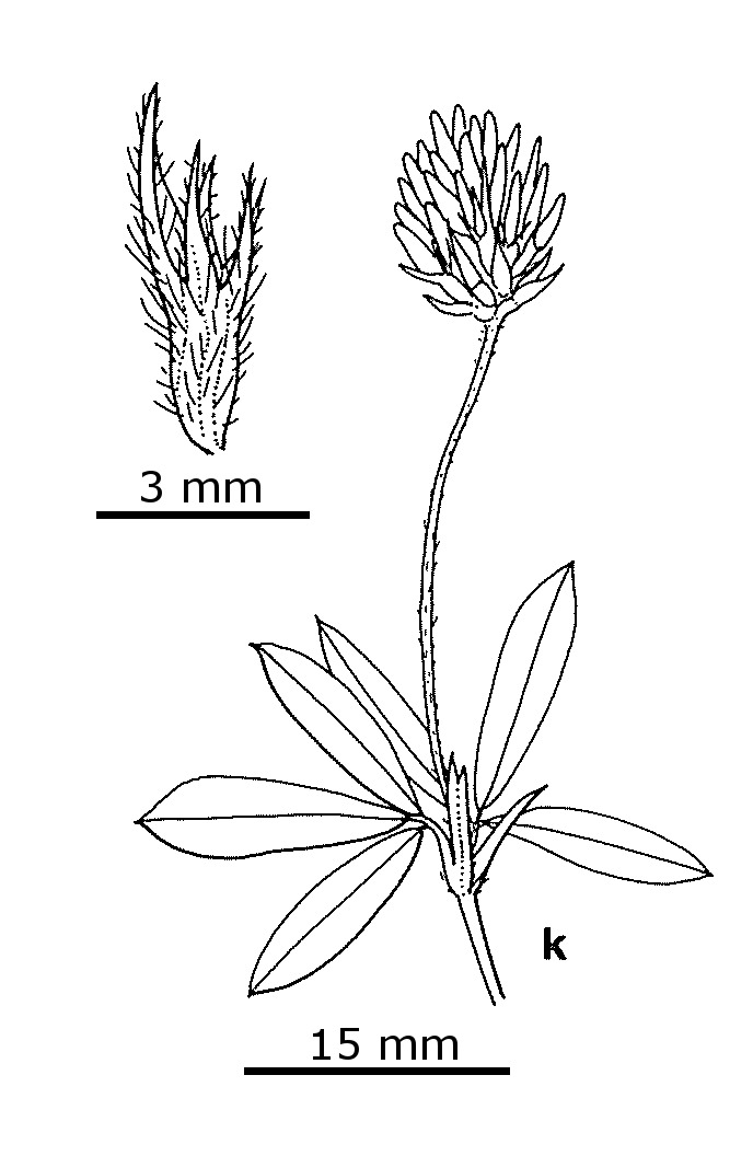 Trifolium squamosum (hero image)