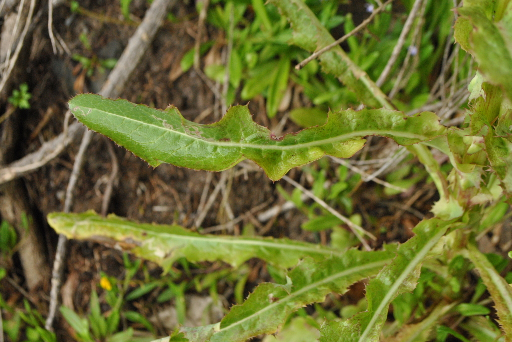 Sonchus hydrophilus (hero image)