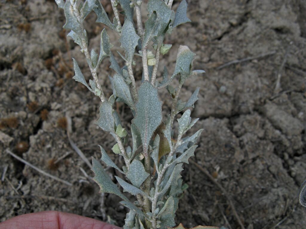 Atriplex lindleyi subsp. lindleyi (hero image)