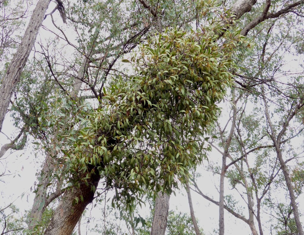 Muellerina eucalyptoides (hero image)