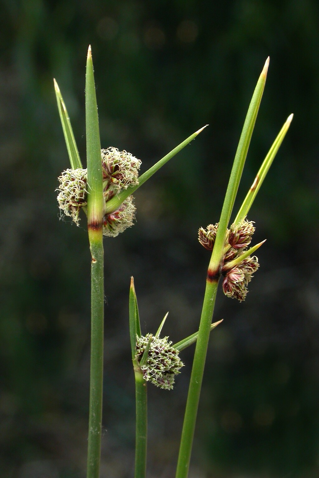 Cyperus gymnocaulos (hero image)