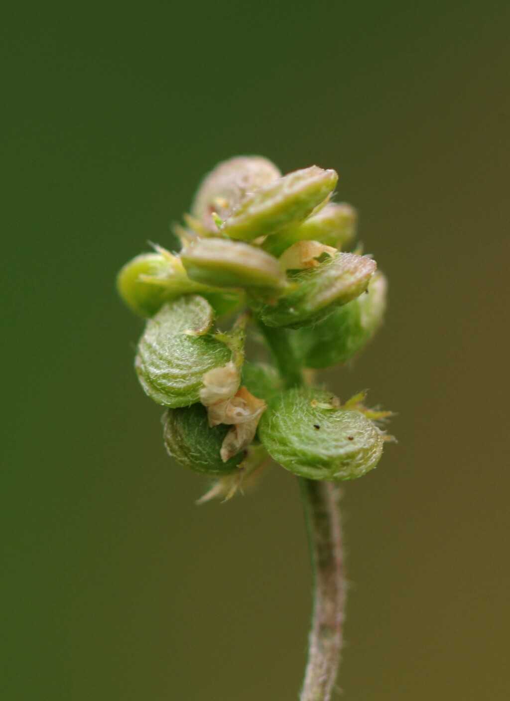 Medicago lupulina (hero image)