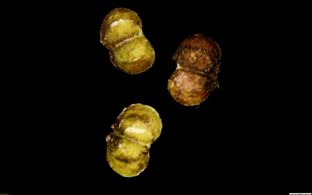 Hydrocotyle rivularis (hero image)