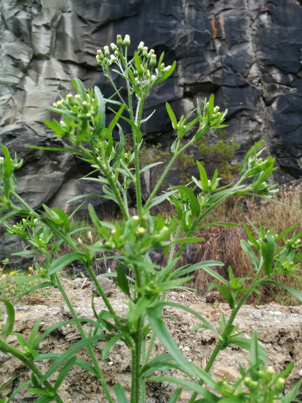 Erigeron (hero image)