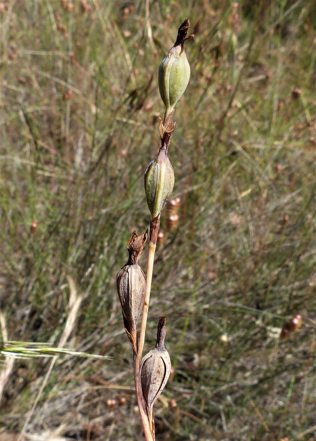 Thelymitra megcalyptra (hero image)