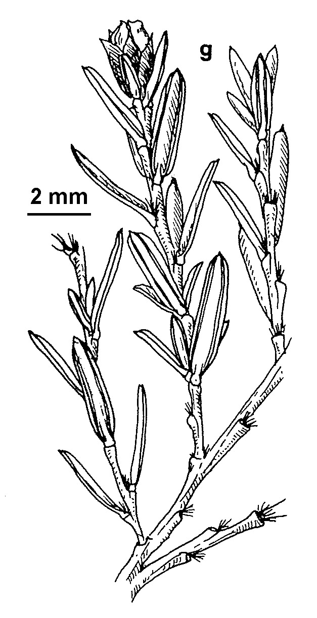 Hibbertia torulosa (hero image)