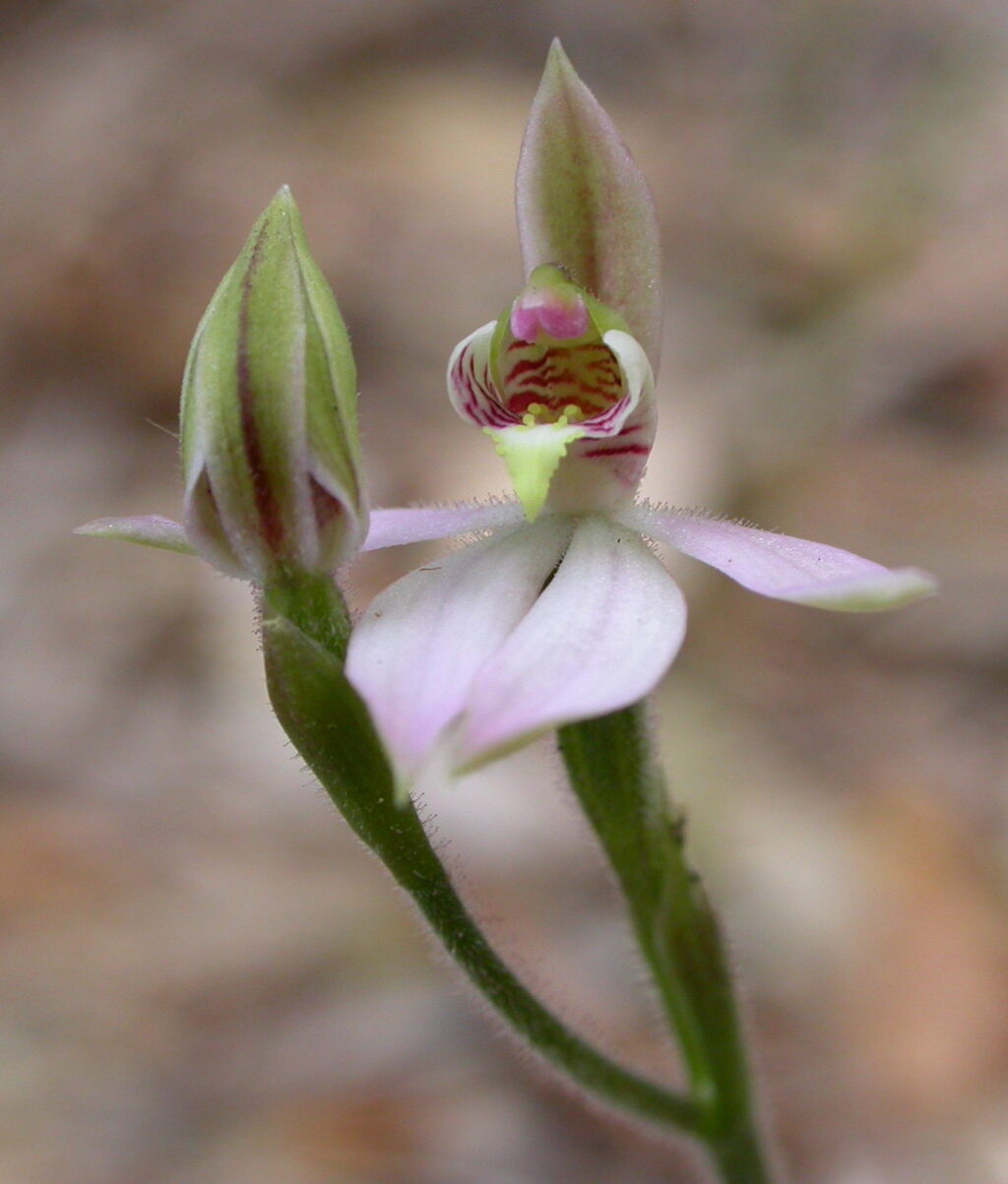 Caladenia mentiens (hero image)