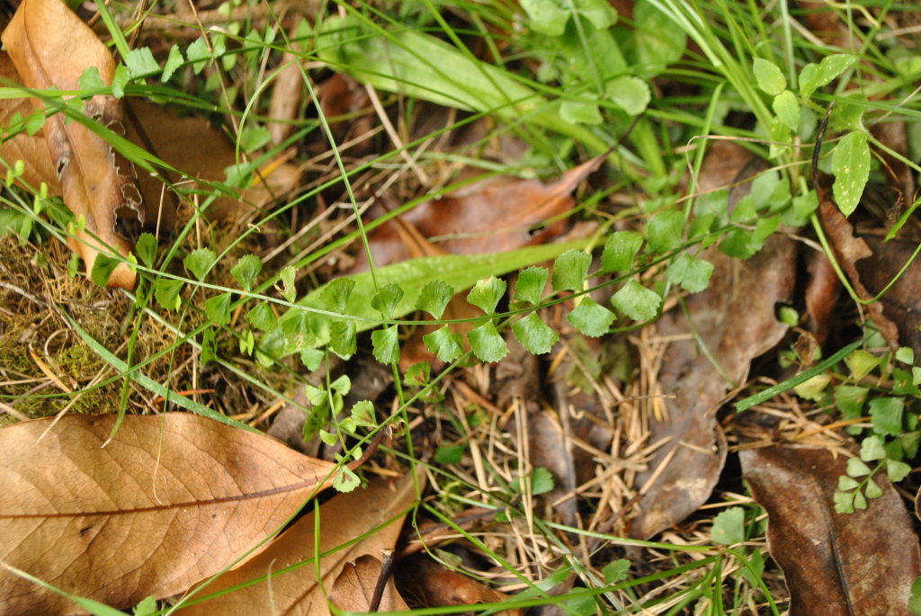 Asplenium flabellifolium (hero image)