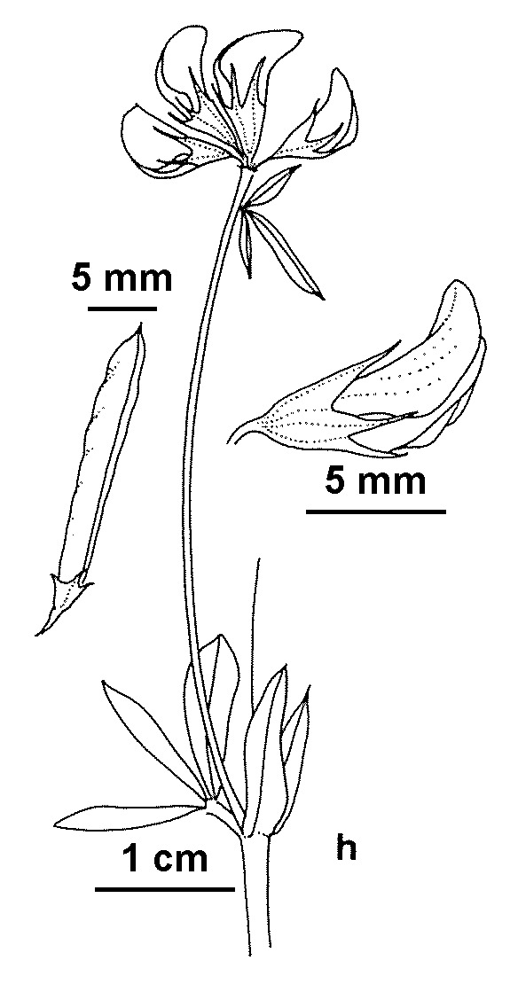 Lotus corniculatus var. tenuifolius (hero image)