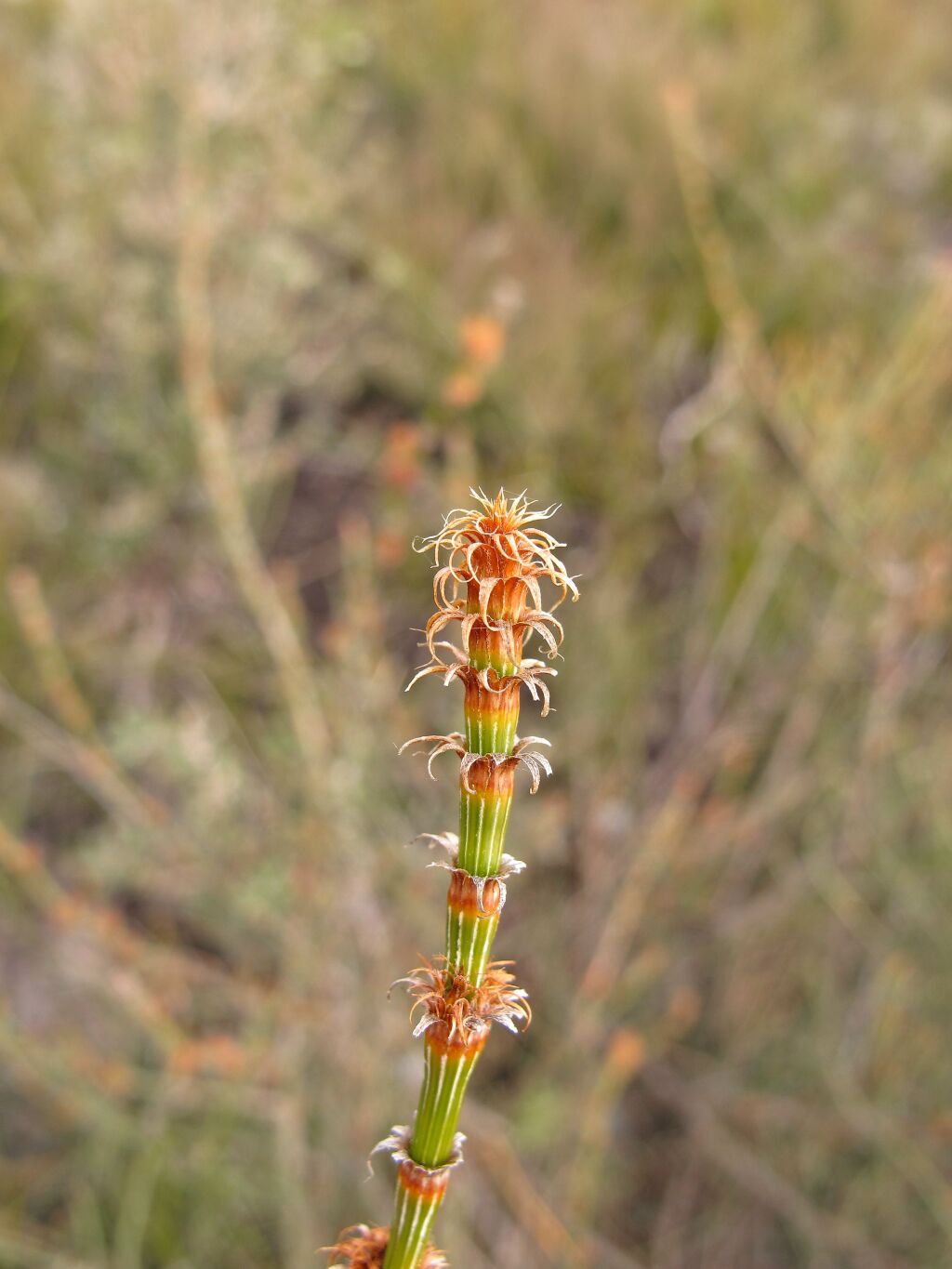 Allocasuarina mackliniana subsp. xerophila (hero image)