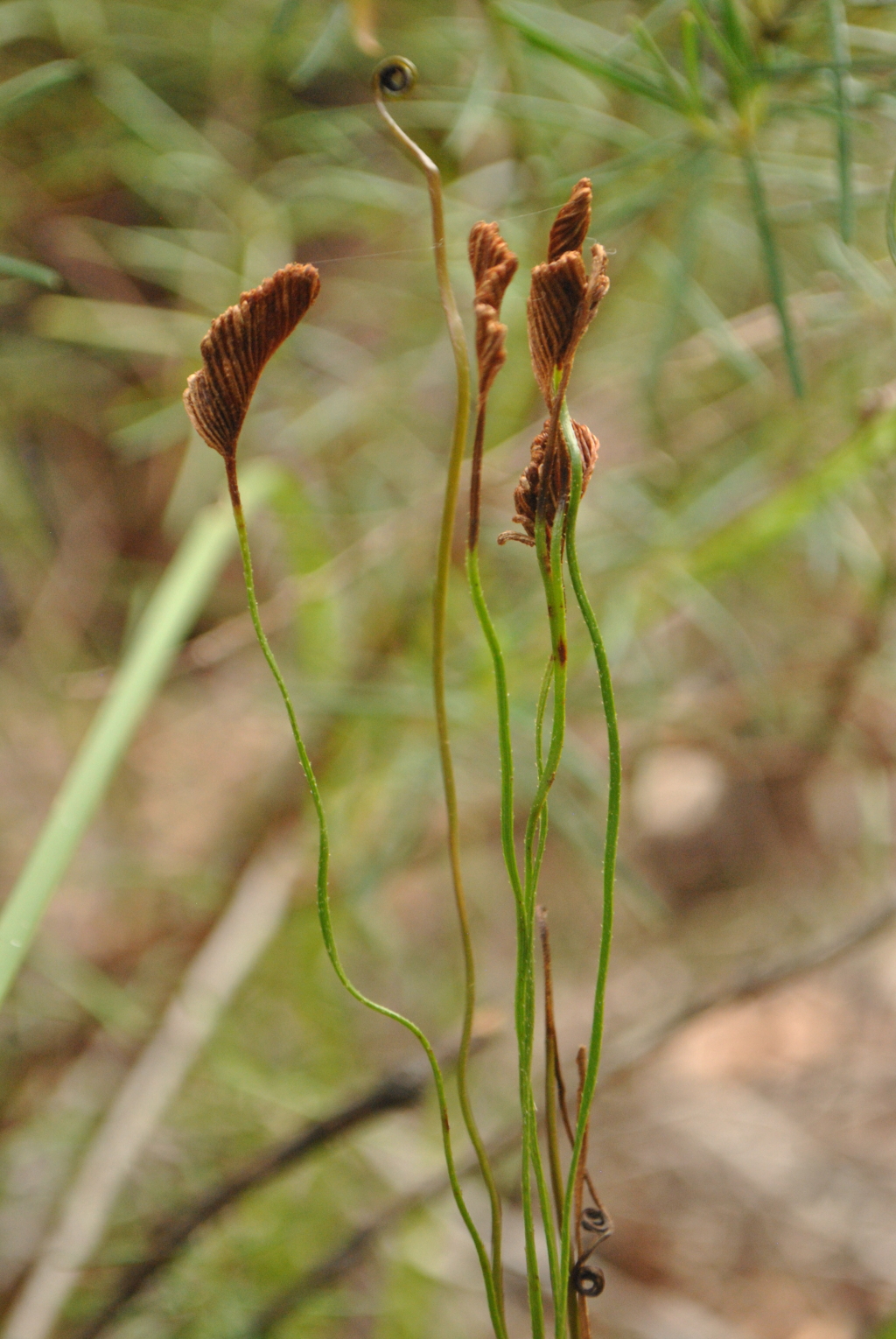 Schizaeaceae (hero image)