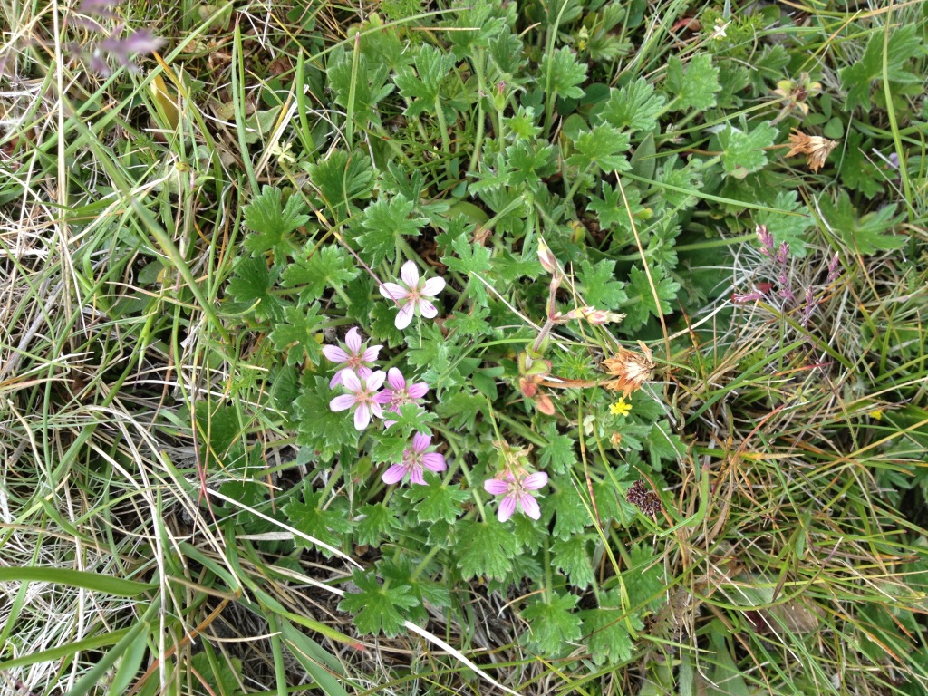 Geranium antrorsum (hero image)