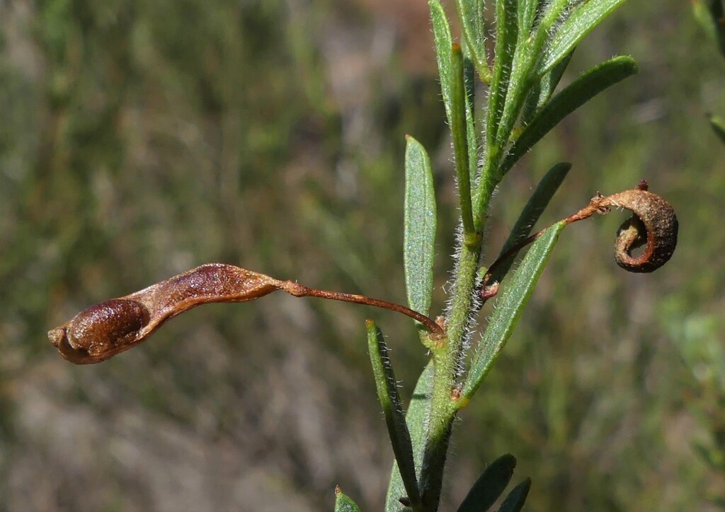Acacia lineata (hero image)