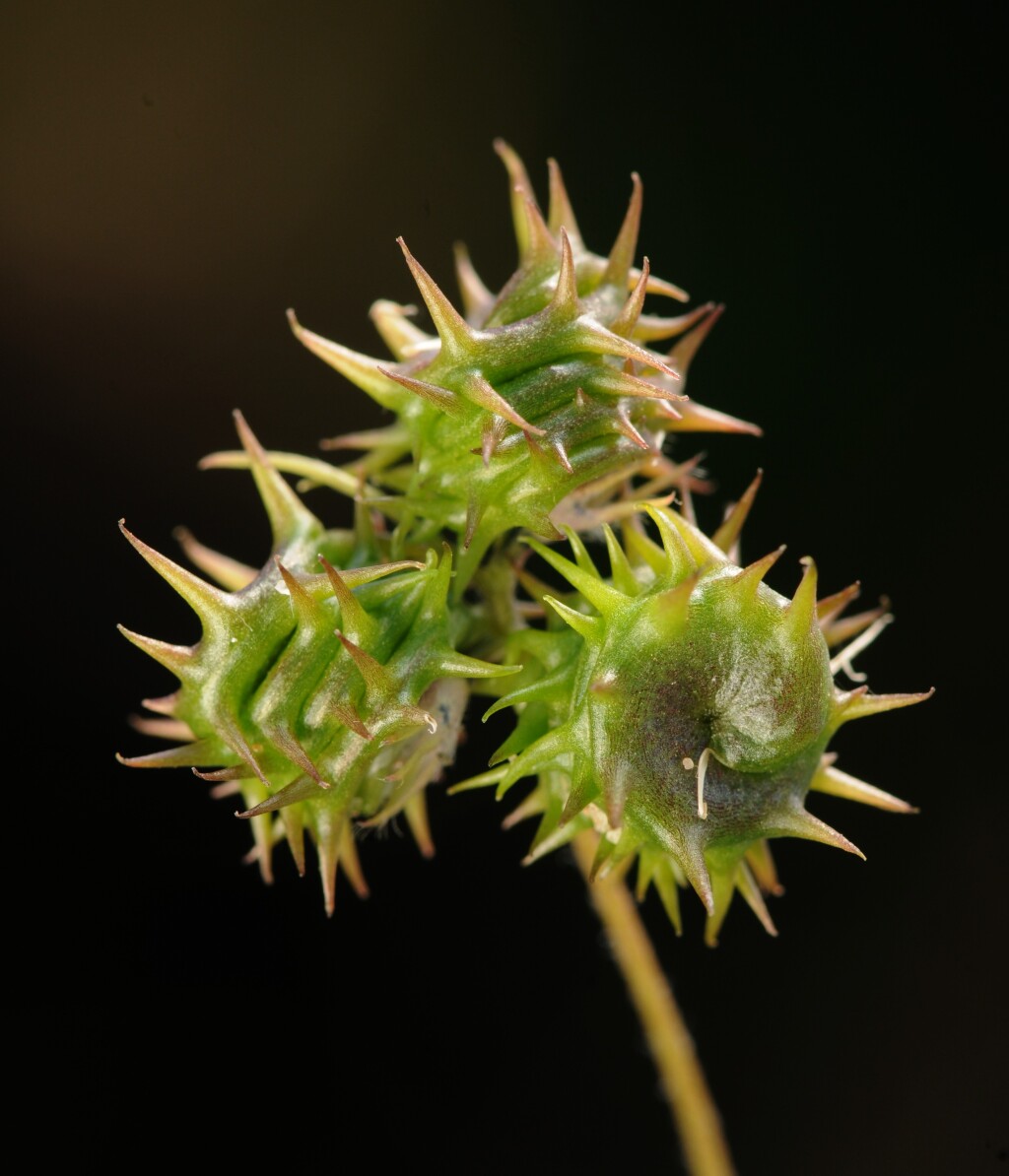 Medicago truncatula (hero image)