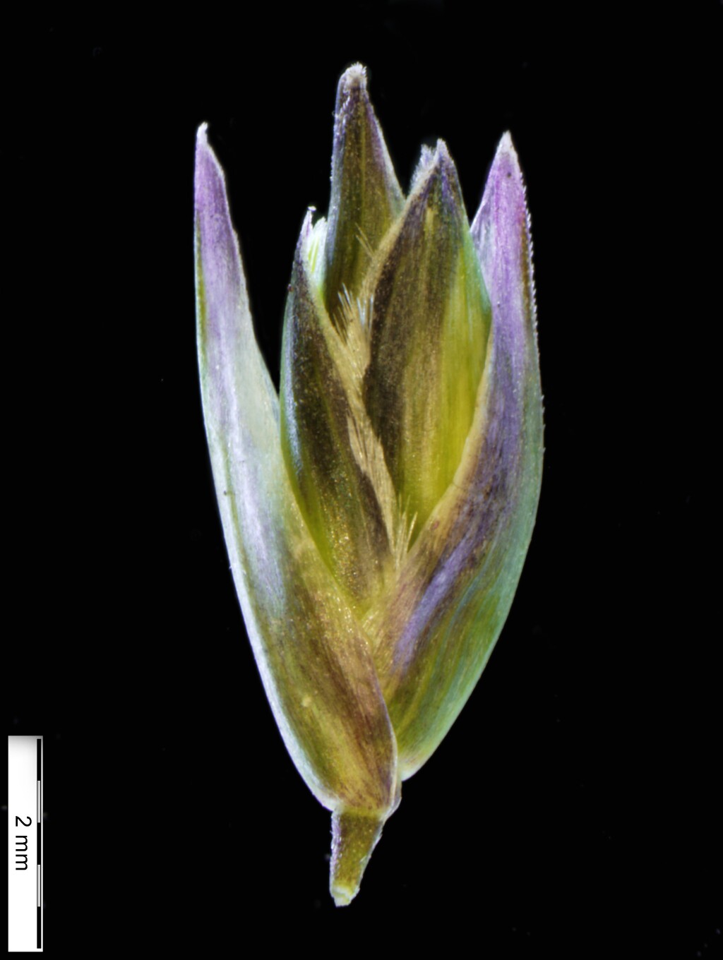 Danthonia decumbens (hero image)