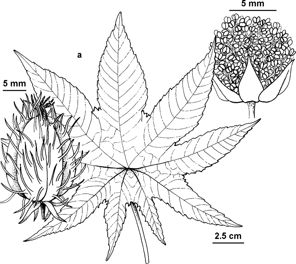 Ricinus communis (hero image)