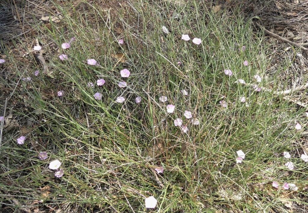 Convolvulus angustissimus subsp. fililobus (hero image)