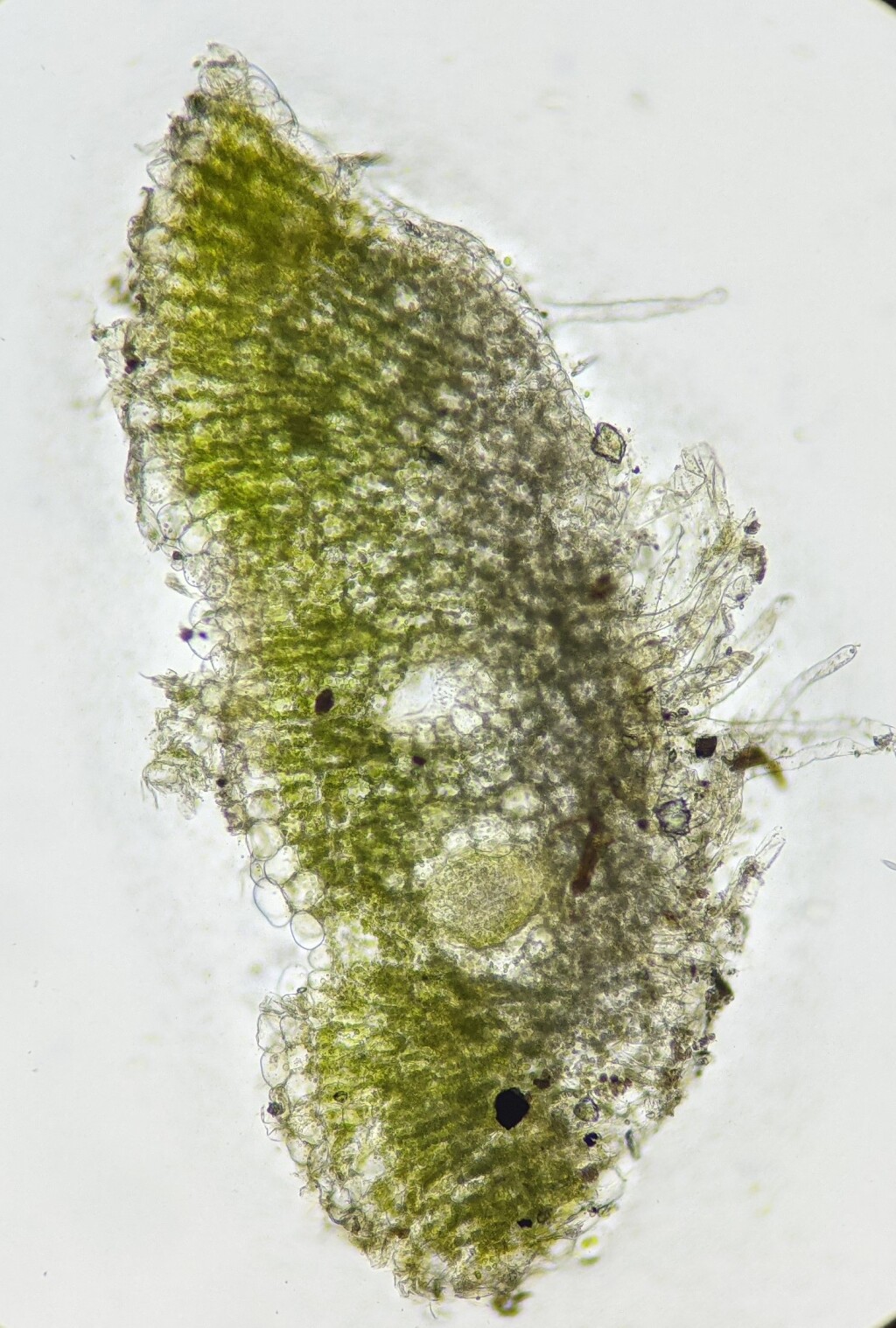 Ricciaceae (hero image)
