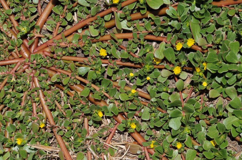 Portulaca oleracea (hero image)
