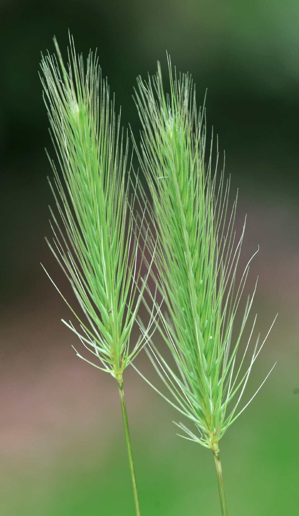 Hordeum marinum (hero image)