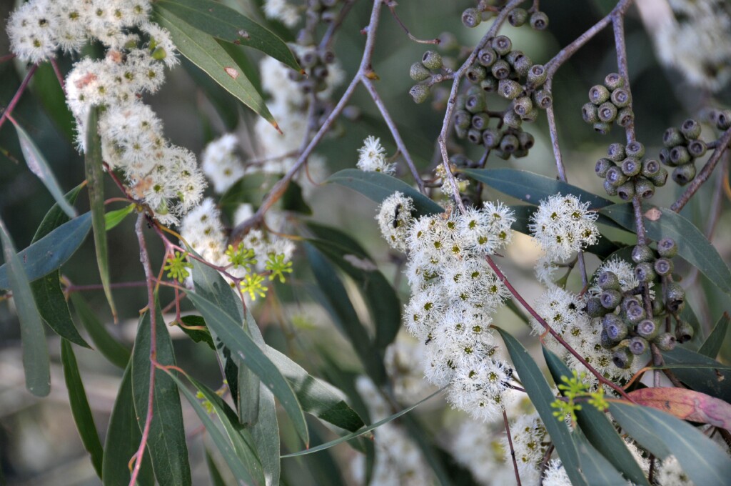 Eucalyptus radiata subsp. radiata (hero image)