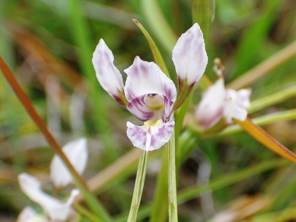 Diuris fragrantissima (hero image)